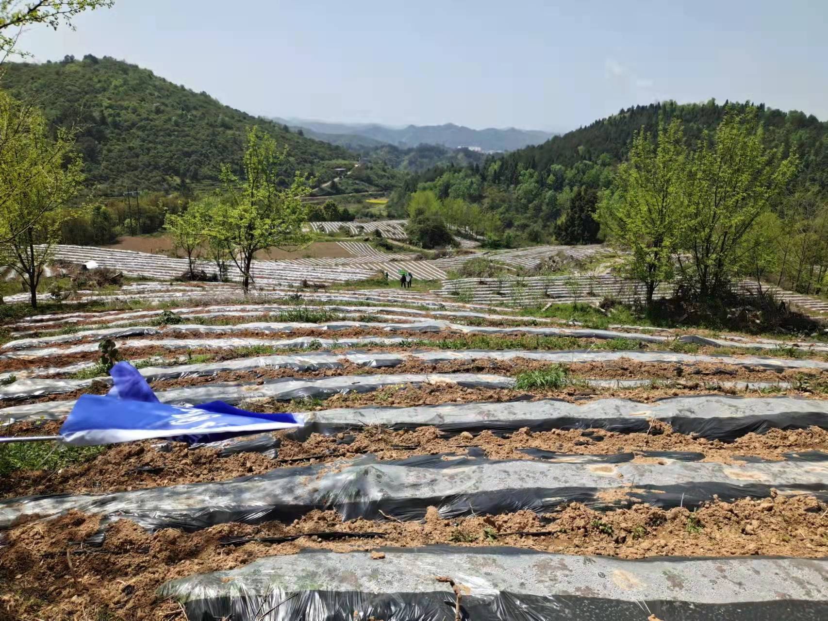 湘西州永顺县石提西镇开展爱德帮高山旱稻种植活动_全国_集团_农村