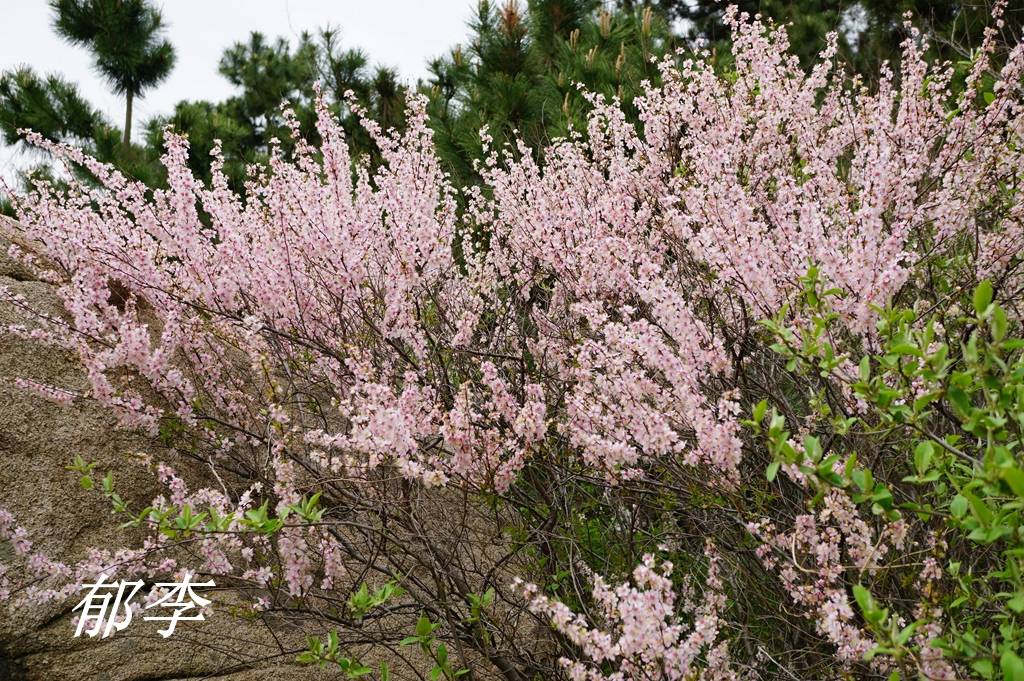 诗经里的植物辨识三十一唐棣棠棣和常棣
