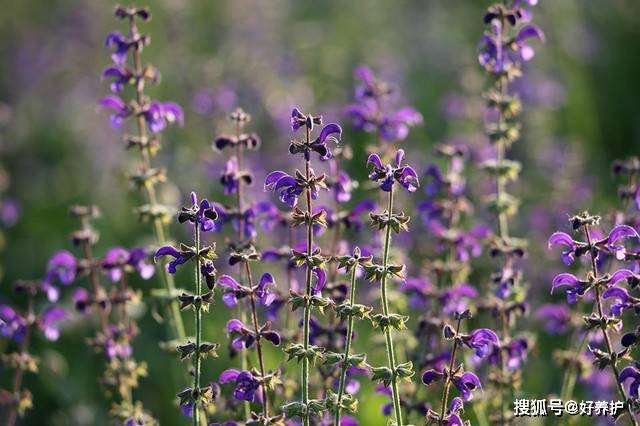 鼠尾草,花萼钟形,蓝紫色,花期6~9月.