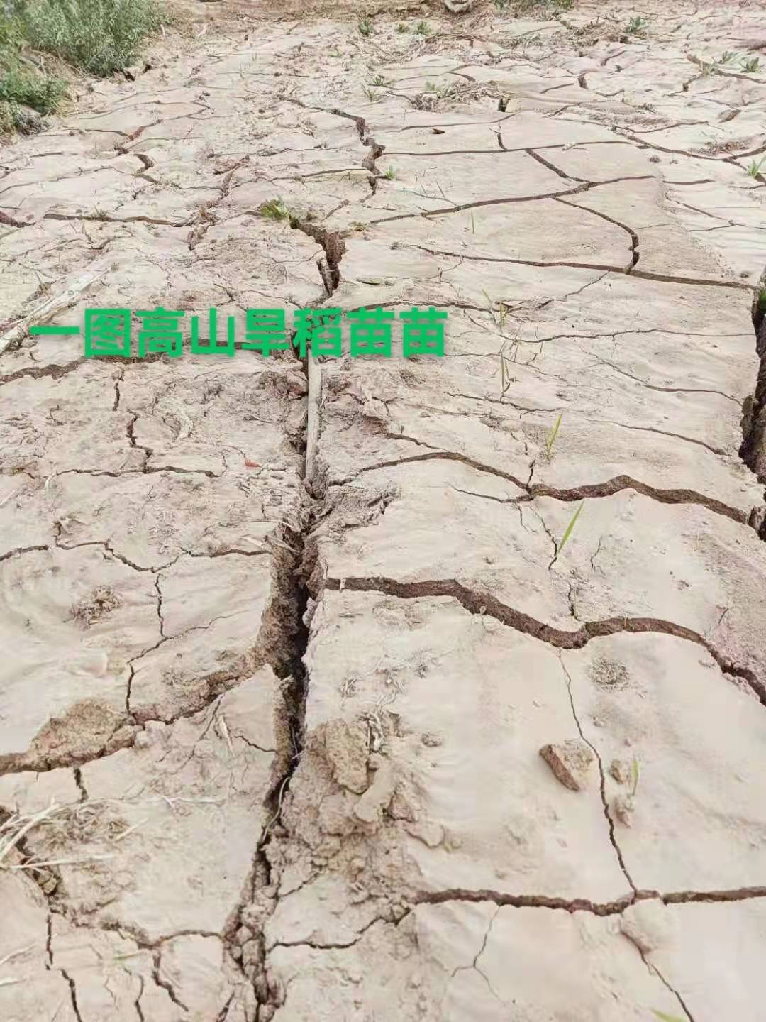 爱德帮高山旱稻让全球荒地变粮仓