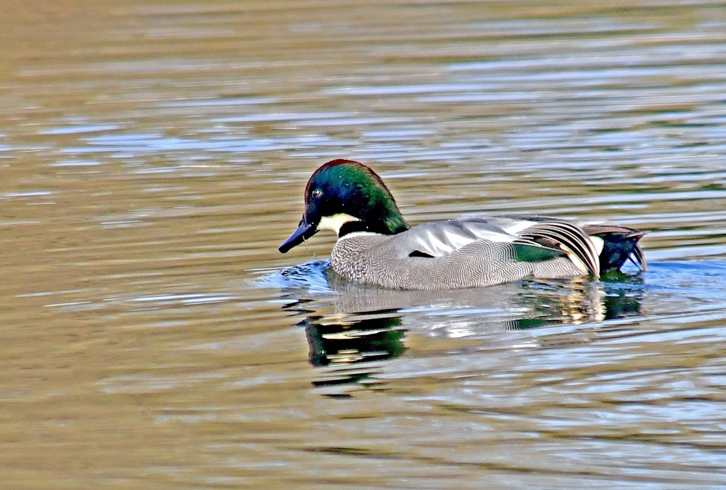 一春江水暖鸭先知罗纹鸭