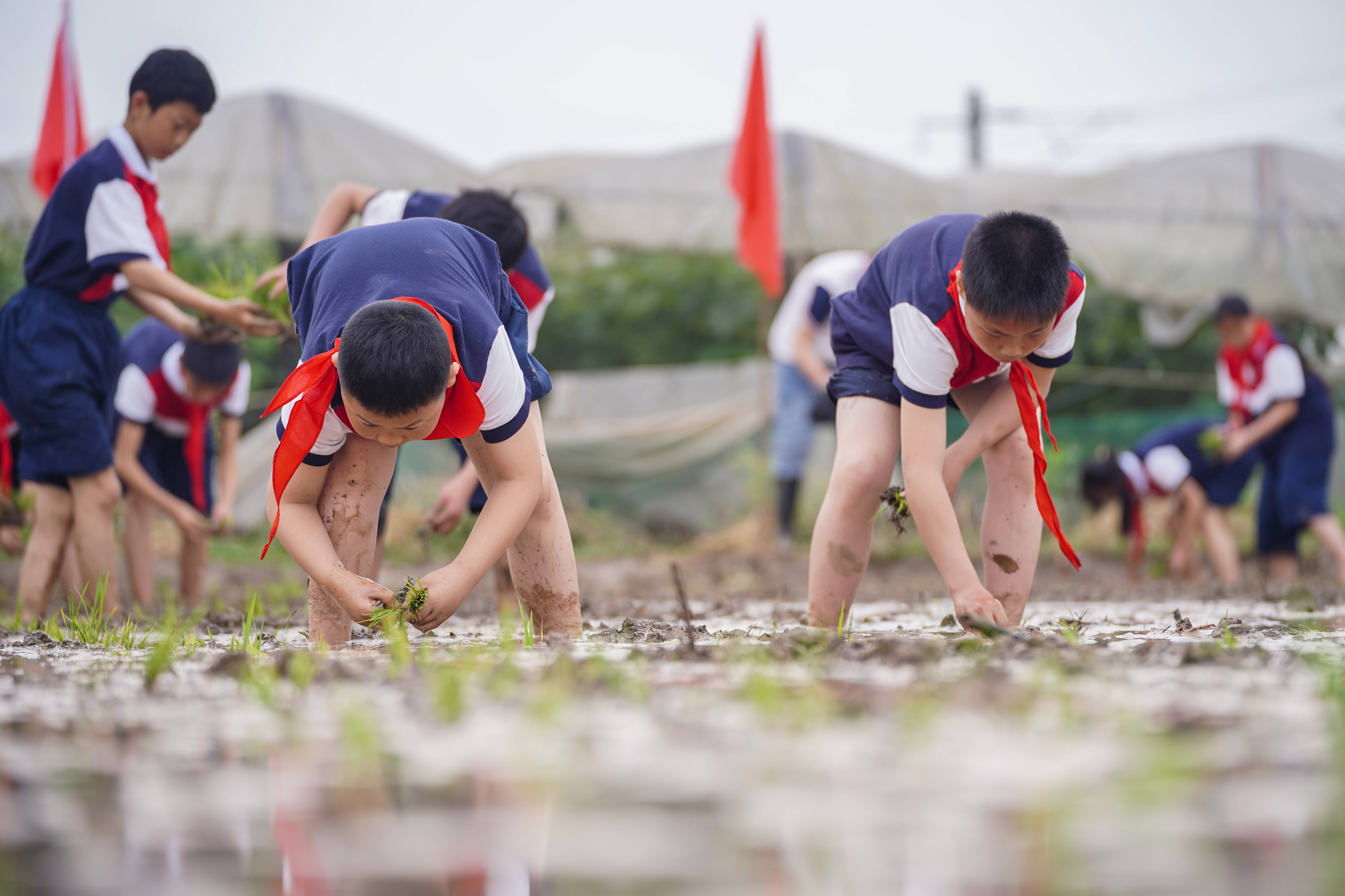 谷雨农事活动图片