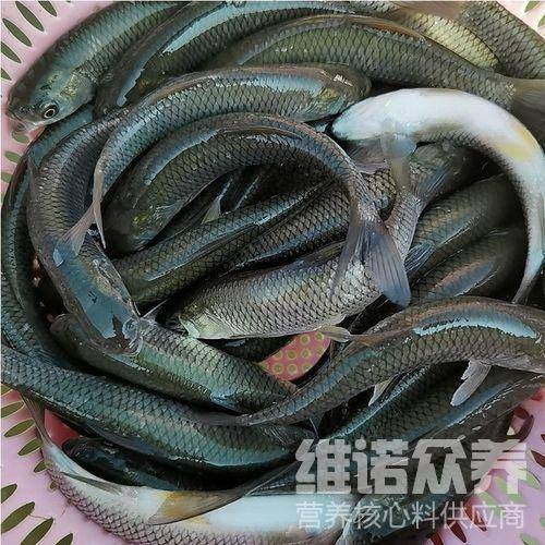 原創池塘養殖脆肉鯇的條件脆皖魚的特殊飼料配方