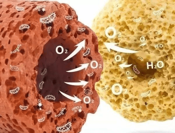 硝化细菌可以净化水质吗它在过滤系统中起什么作用