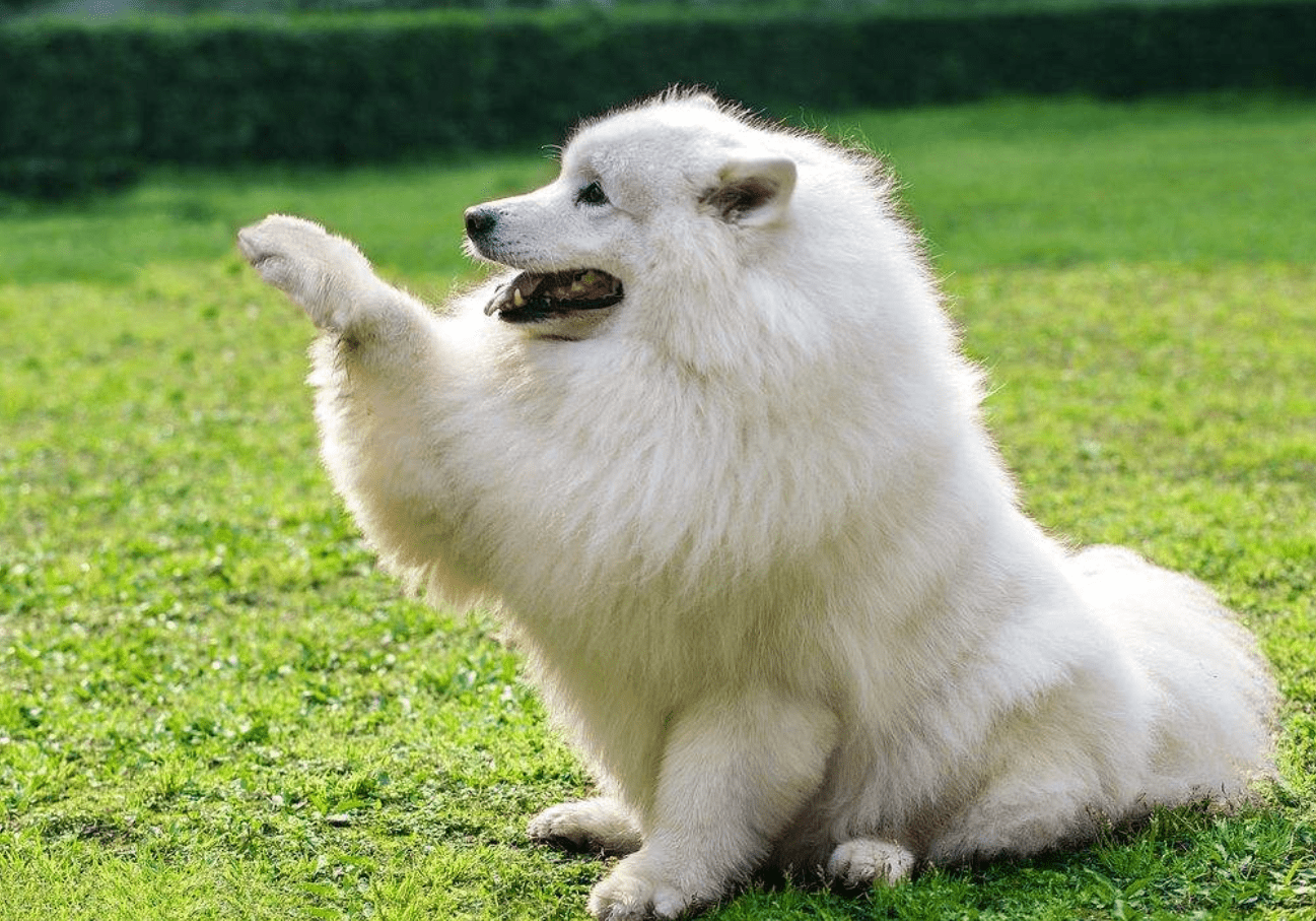 原創薩摩耶犬怎樣訓練才聽話方法在這裡