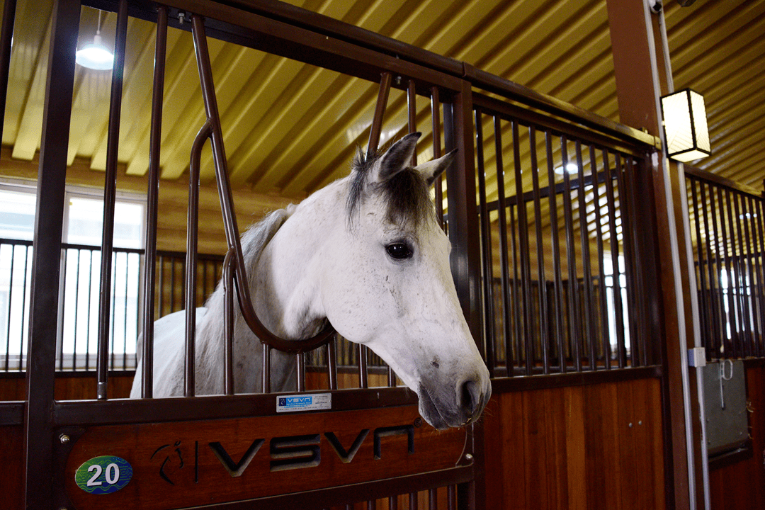 名马露营音乐马术中心新玩法