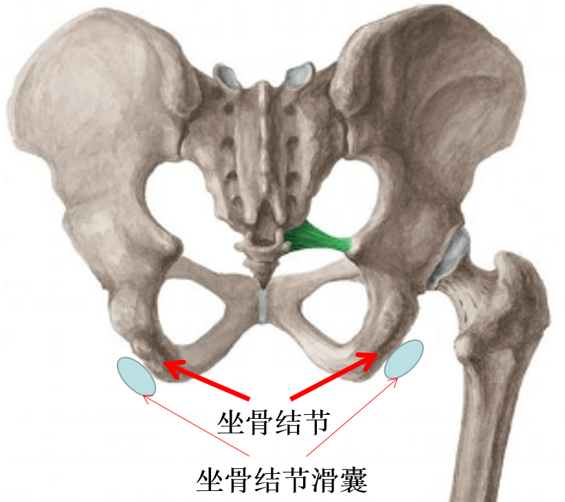 坐骨结节位置示意图图片