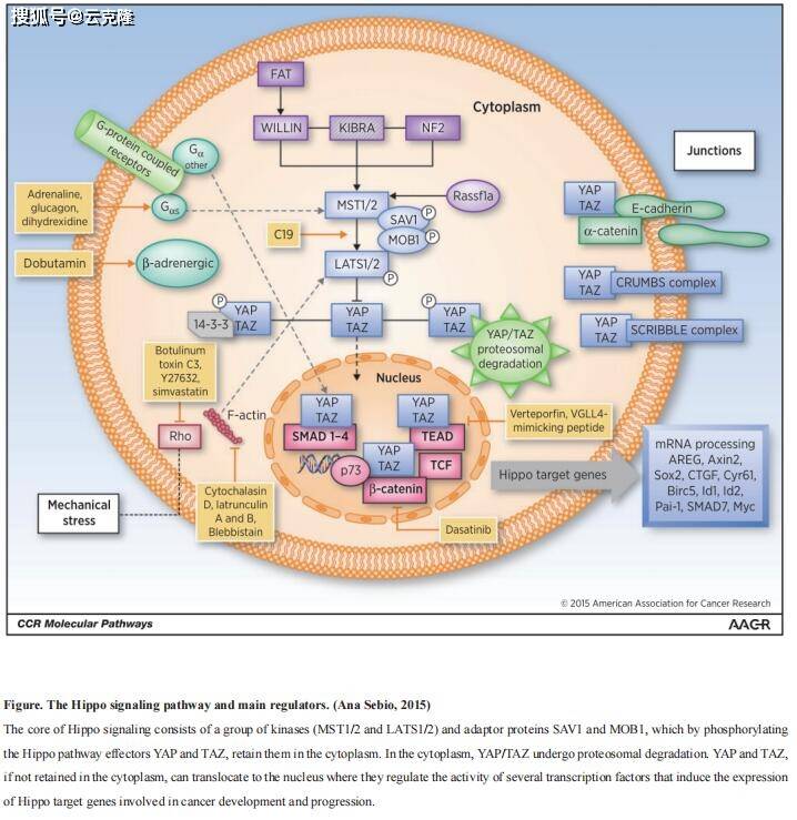 文献解读hippo信号通路核心调控机制及肿瘤靶向治疗新策略