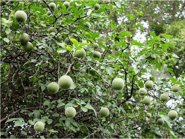 道地地道中藥材浙八味八大祁藥四大懷藥