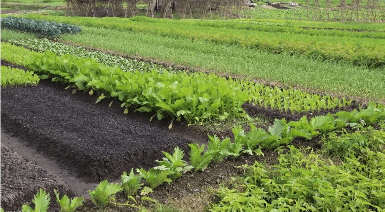 4名女子开着豪车去别人菜地偷菜这事给我看的一愣一愣的夺笋到家了