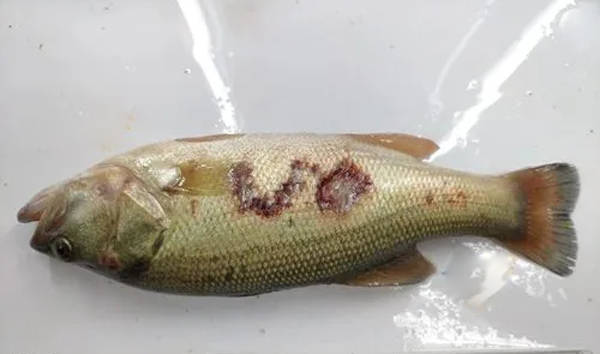 如何防治加州鲈烂身病