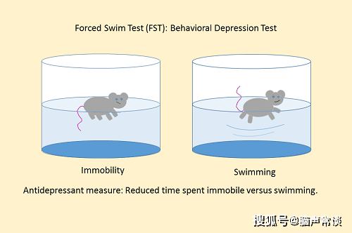 原创脑声常谈如何使用visutrack软件进行小鼠强迫游泳实验测试速来