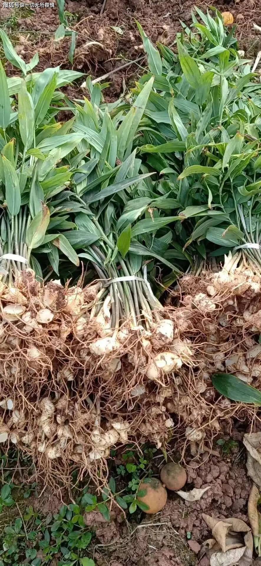 四川亿腾达现代农业科技有限公司白芨种植