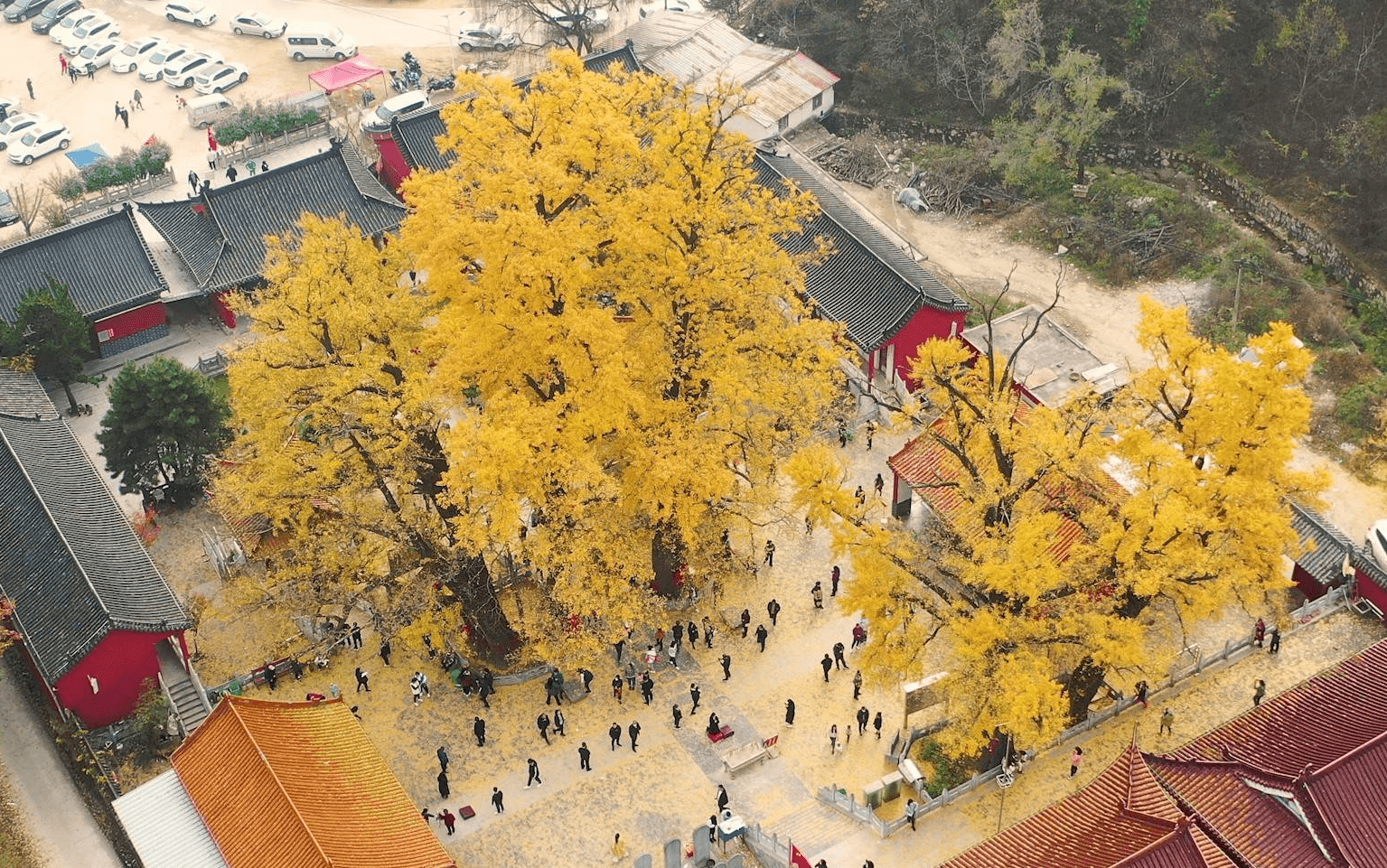 河南最美的银杏树，藏于深山古寺中，没门票还提供免费素斋