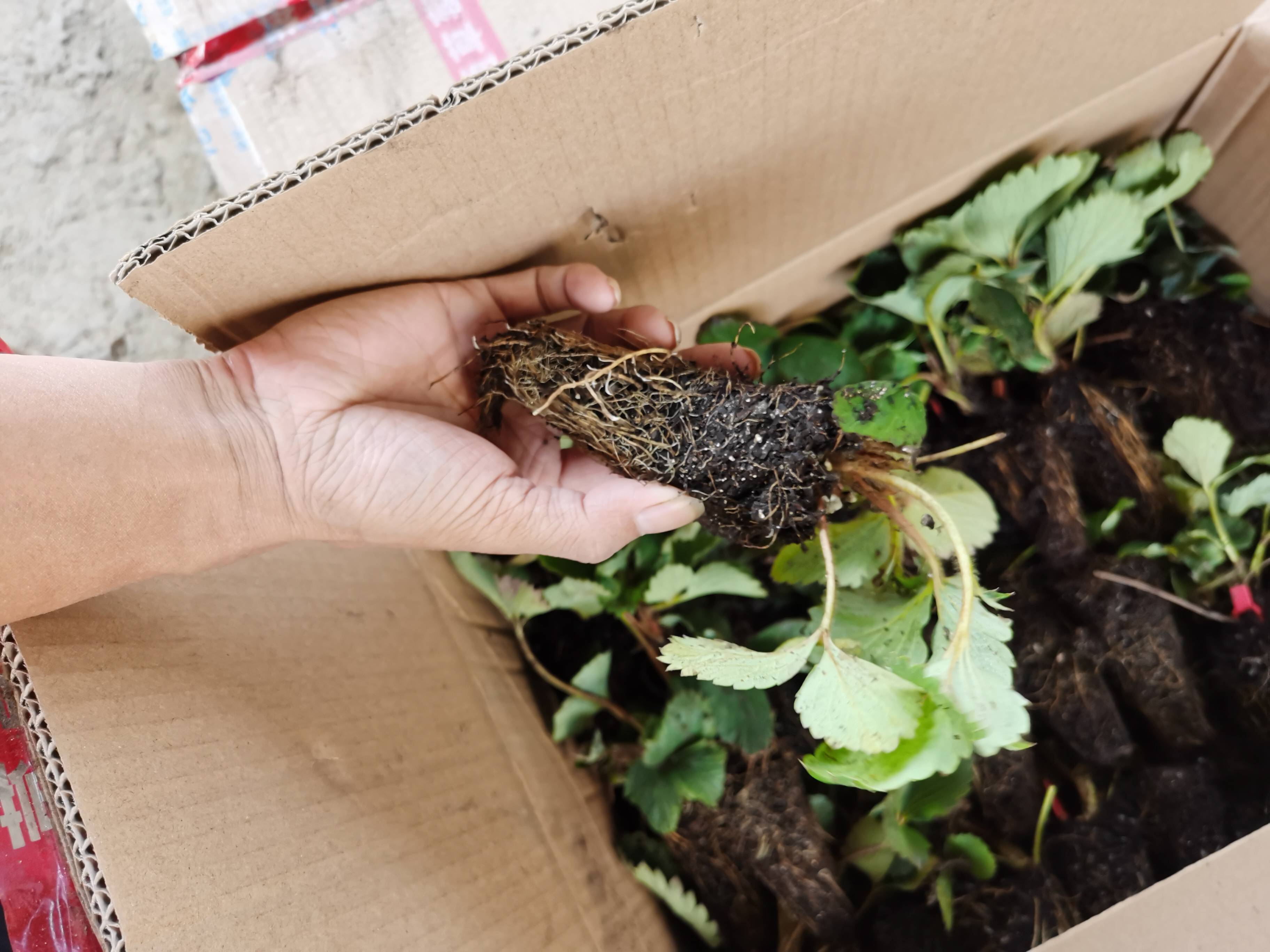 基质越秀草莓苗2022年价格基质隋珠草莓苗价格详说基质草莓苗优势