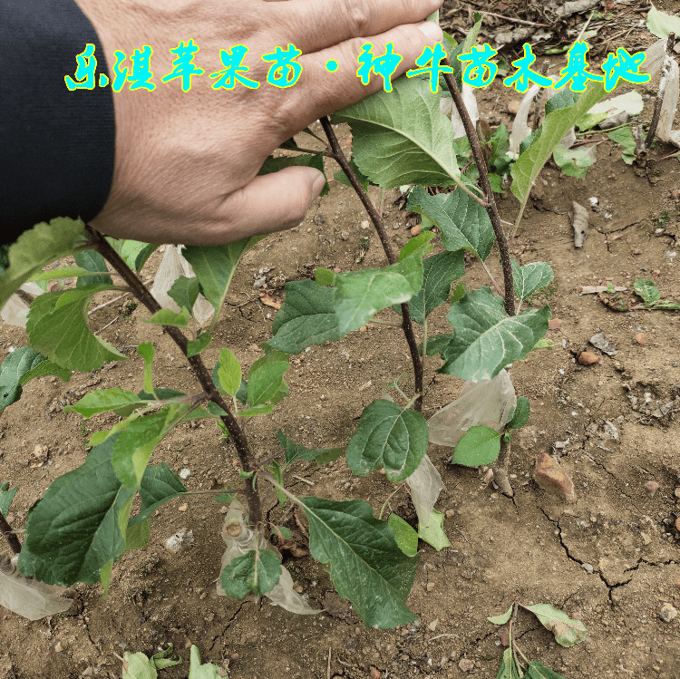 苹果电脑怎么安装小火箭