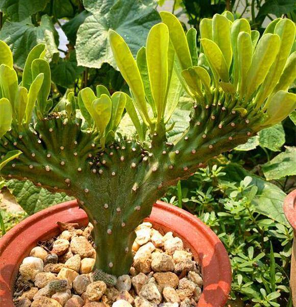 麒麟叶子发黄怎么办?_植物_阳光_肥料