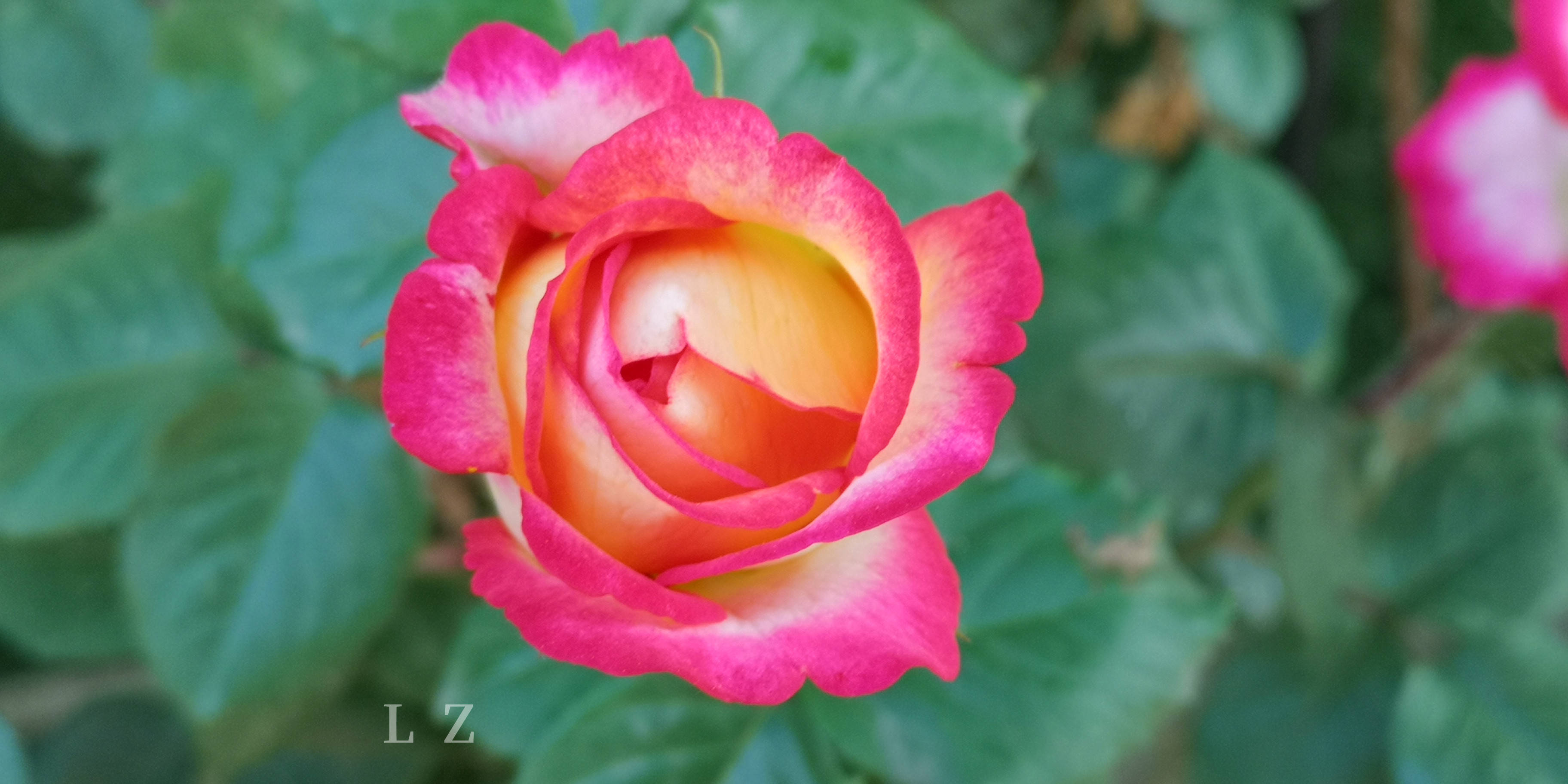 乌鲁木齐月季花批发市场在哪
