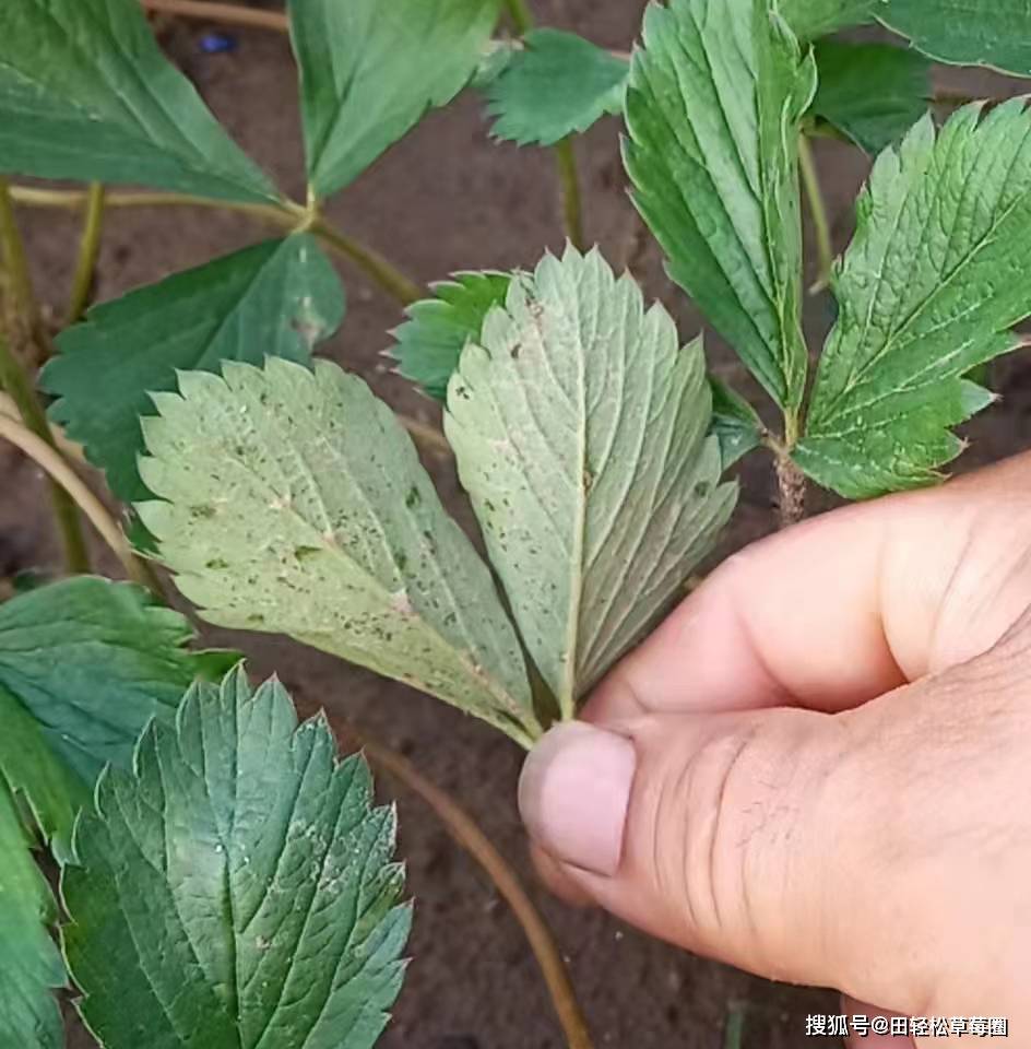 病害的用藥防治,所以我們不要去糾結草莓空心病是不是細菌性葉角斑病