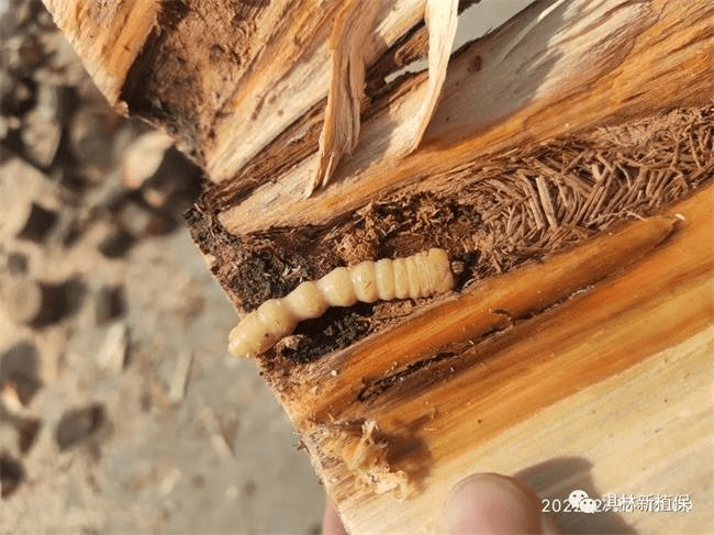 蛀干害虫高发季触木惊心