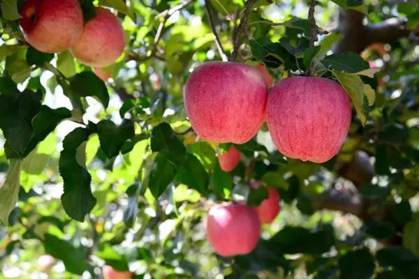 特产早知道灵宝苹果