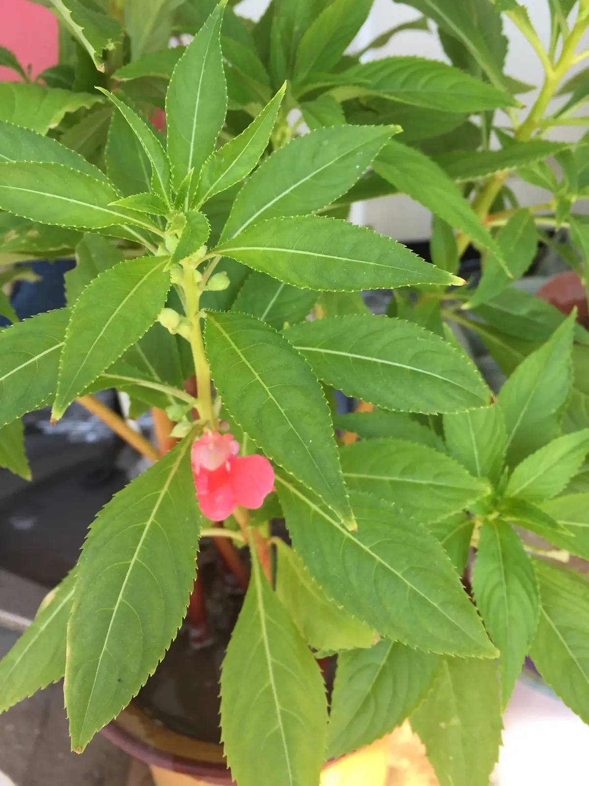 凤仙花叶子发黄怎么处理