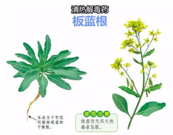 在中國傳統草藥學中,板藍根是十字花科植物菘藍的根部,曬乾呈黃色,常