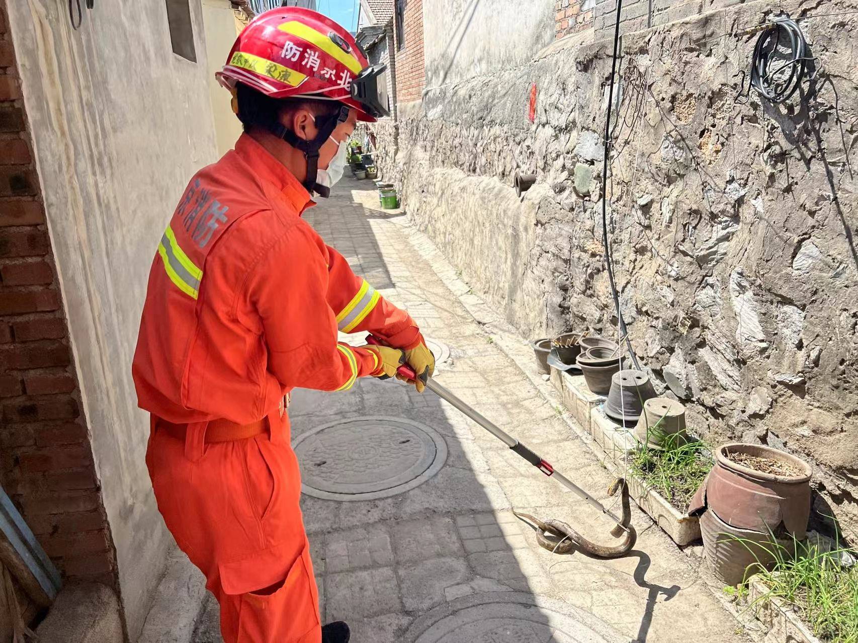 蛇出没高峰期消防员抓蛇解民忧