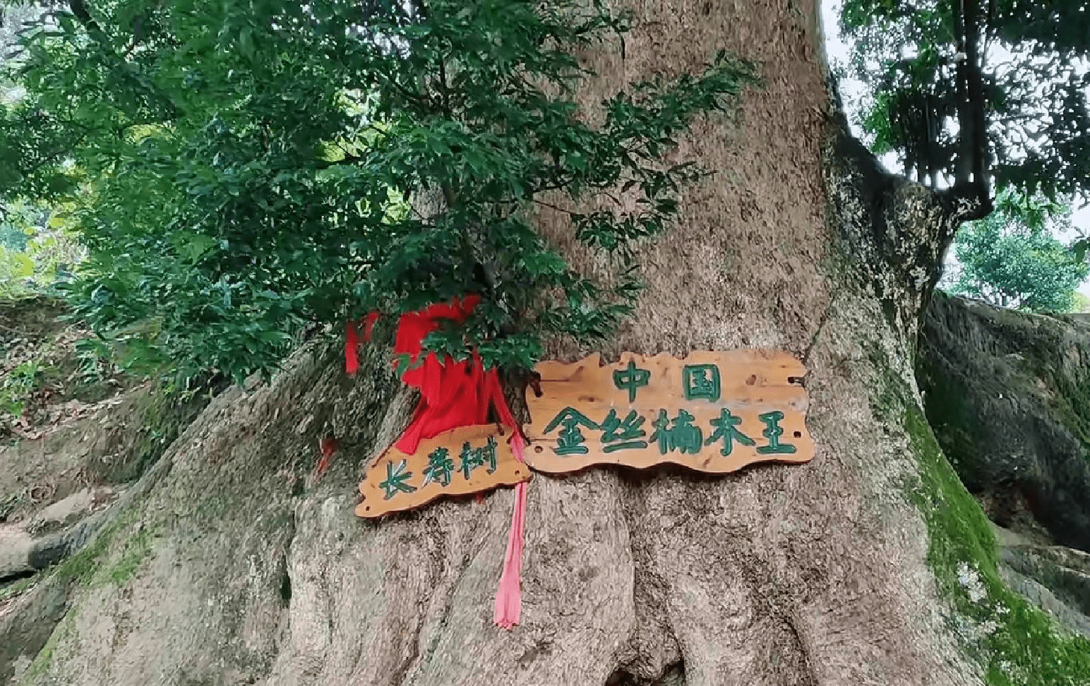 重庆市酉阳县两罾乡有一棵楠木王1500年树龄足以称霸全世界