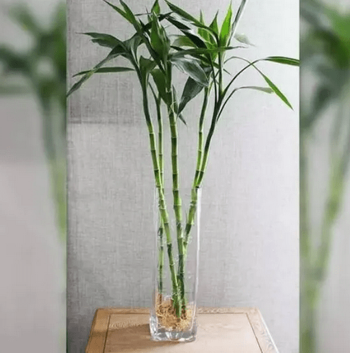 环境布局4莘莘学子马上高考文昌竹你放对了吗极谦堂郭千伟