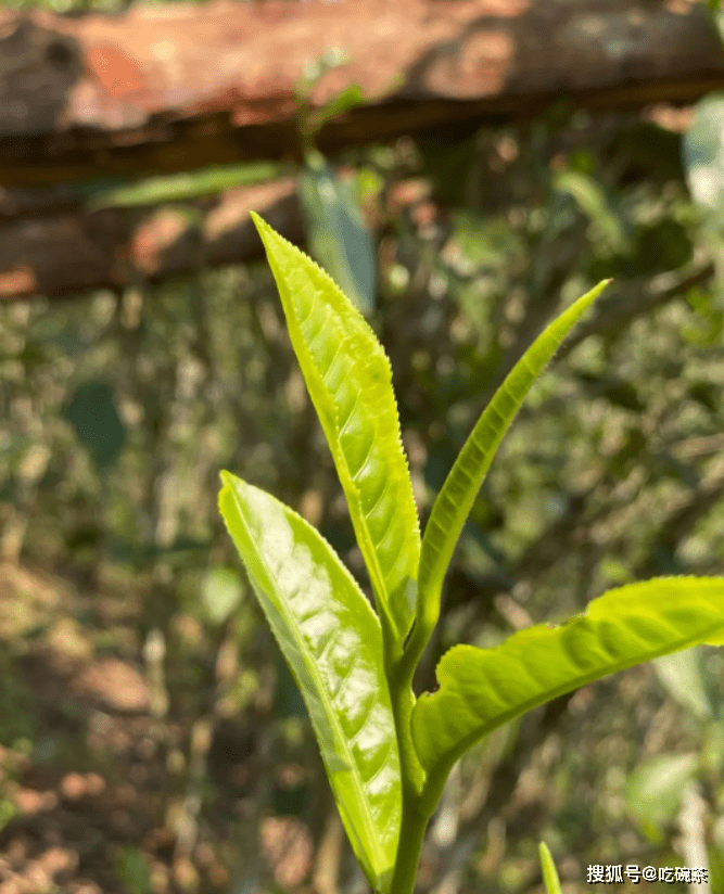 曼松熊猫叶比猫耳朵更高级