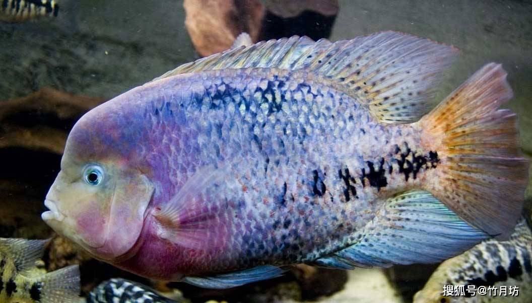 紫红火口鱼苗图片图片