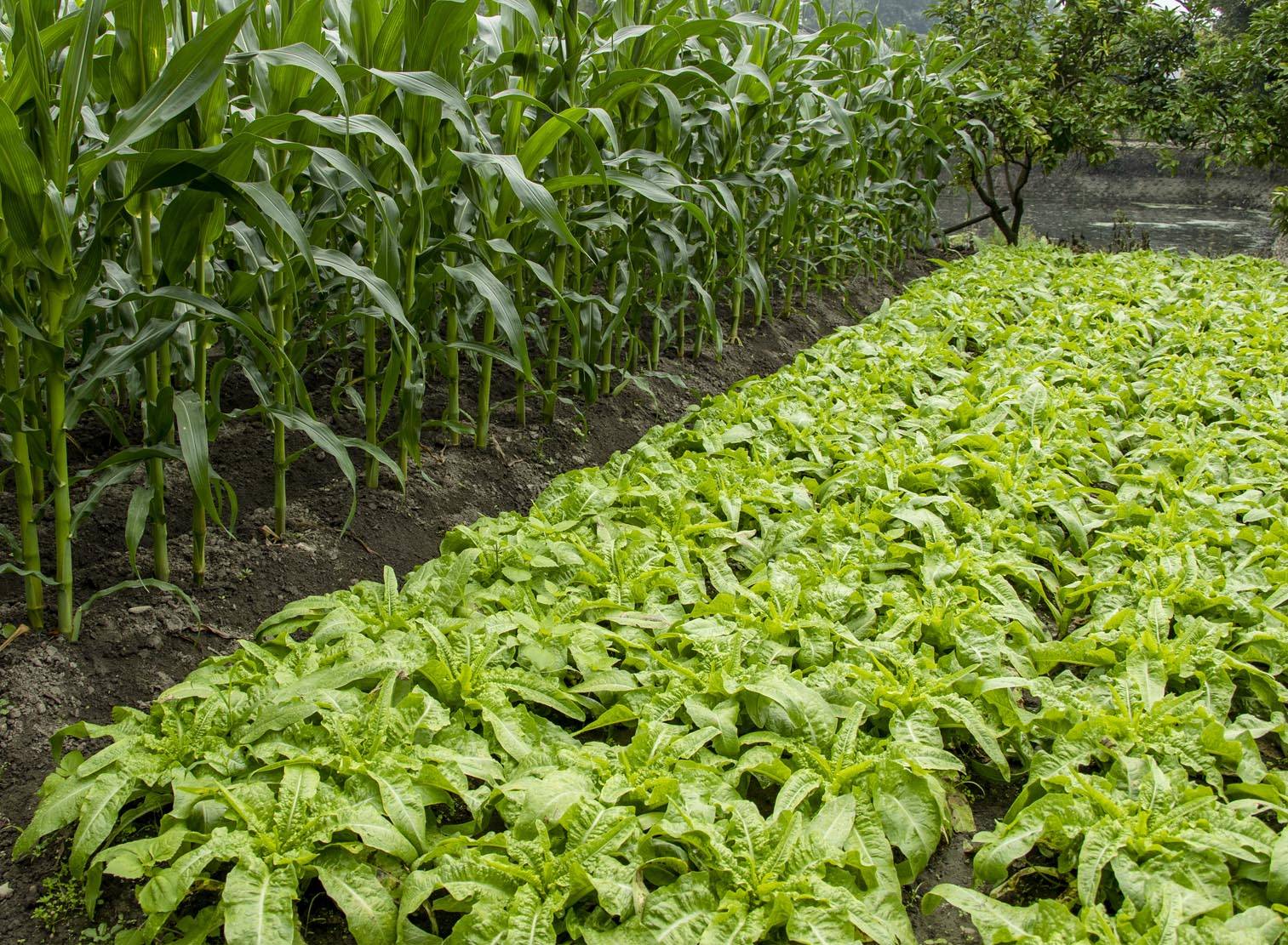 四川中农润泽打造有机健康土壤维护食品绿色安全