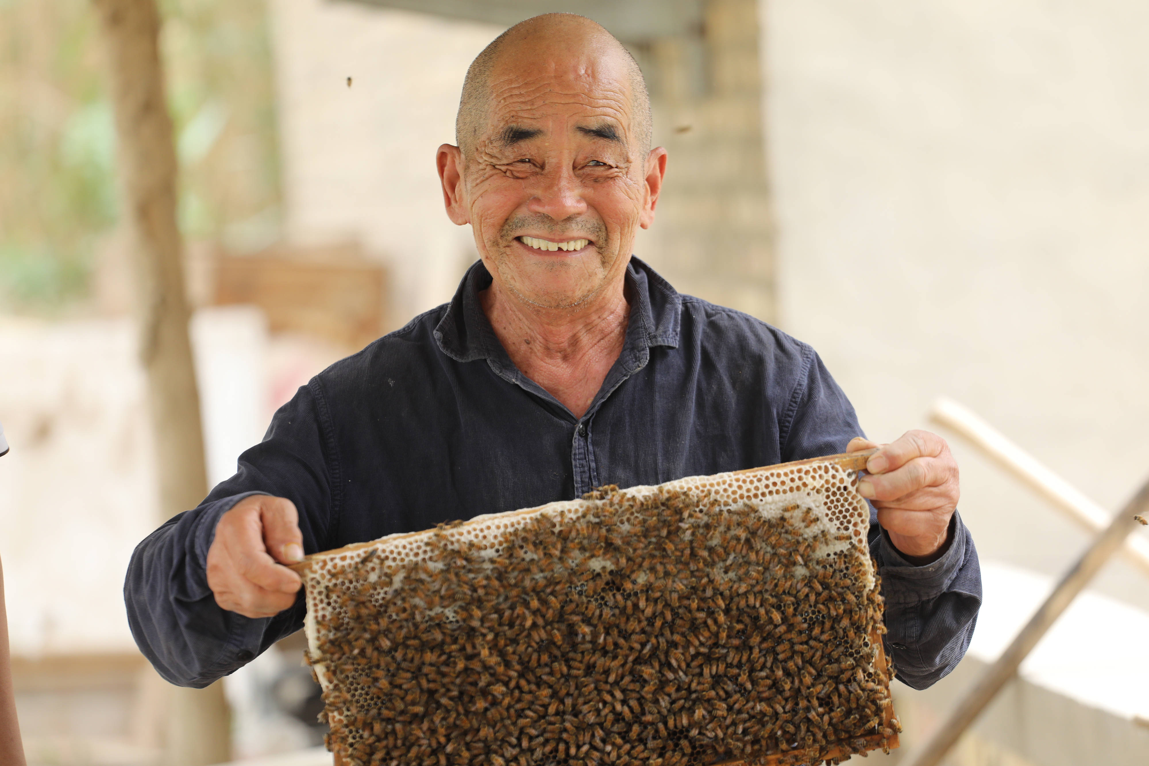 且末县枣树下养蜜蜂酿出甜蜜生活