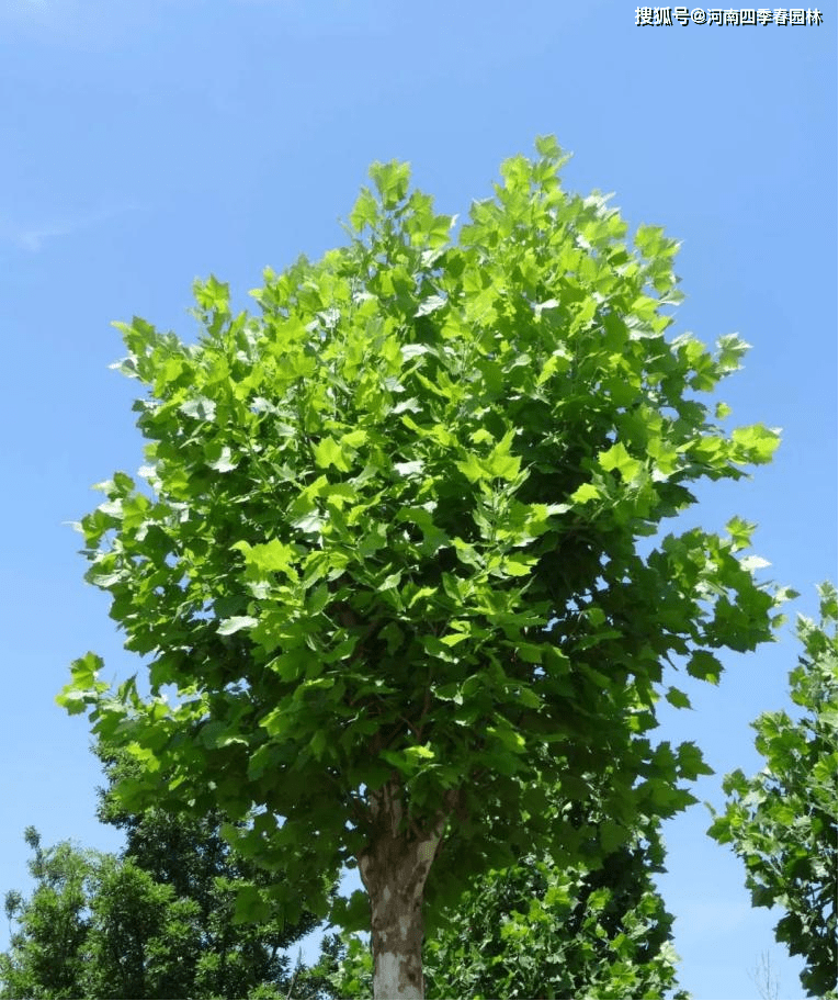 行道树之王法国梧桐悬铃木