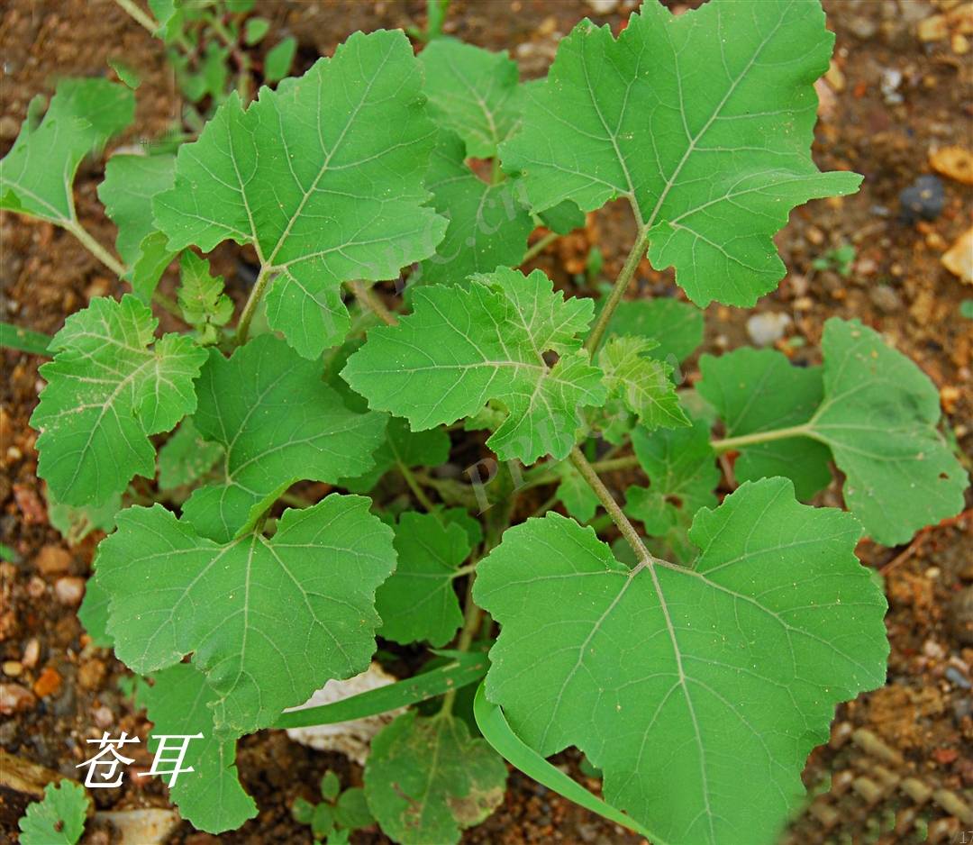诗经里的植物辨识四十三卷耳和苍耳