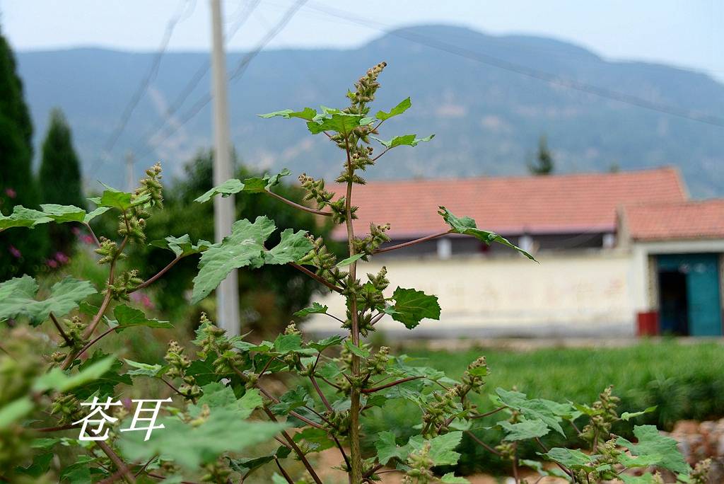 诗经里的植物辨识四十三卷耳和苍耳