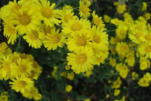 特产早知道——小相菊花_保护_野花_调研