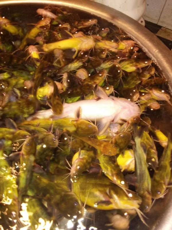 打黄辣丁无鳞机的机头 抓鲶鱼黄骨鱼用什么机器_氧气_质少_地方