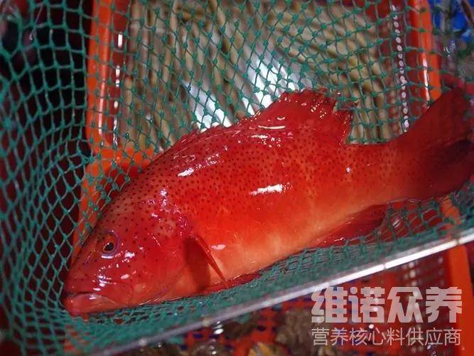 東星斑喂料比例多少東星斑魚的飼料配方投餵量