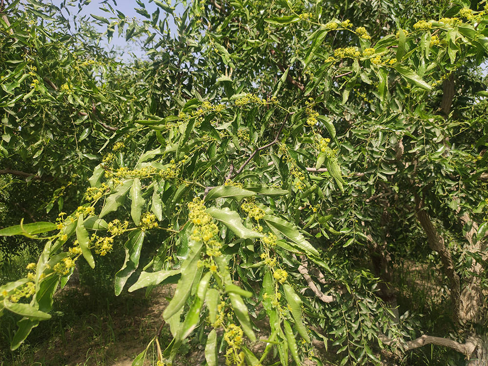 若羌:红枣开花坐果时_枣农_枣树_铁干里克
