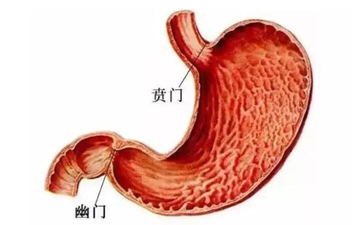 胃贲门部位图图片