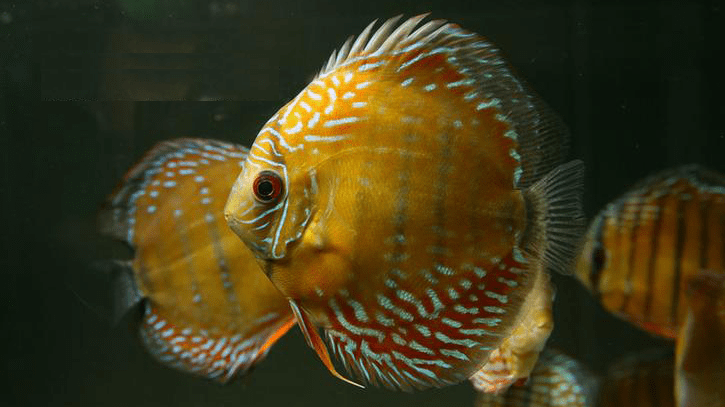 水温过低七彩神仙鱼身体发黑可能与水温有关,如果是温度太低导致的