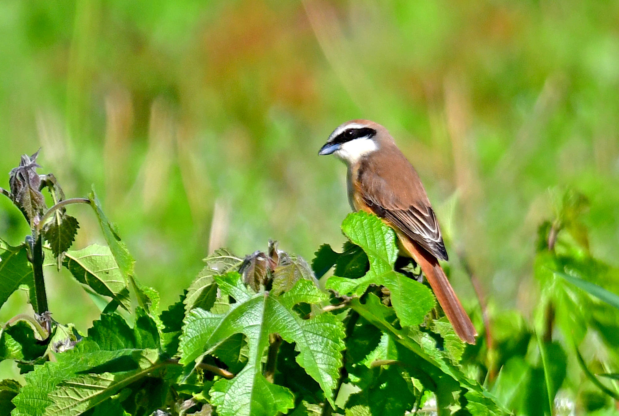 红尾伯劳——重要的农林益鸟(六)_保护_鸟类_平原地带