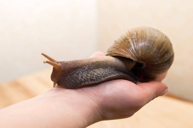 这种巨型蜗牛能长到老鼠大小它如此危险以至于一个城镇被封锁