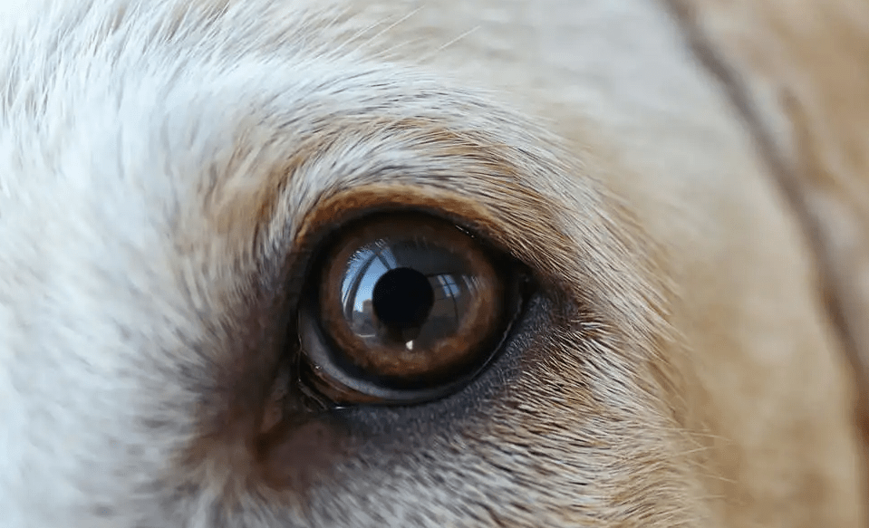 狗狗倒睫毛小宠医师教你如何应对狗狗倒睫毛