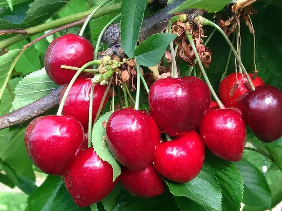 北方樱桃种植户栽植的首选柯迪亚樱桃苗鲁樱3樱桃苗