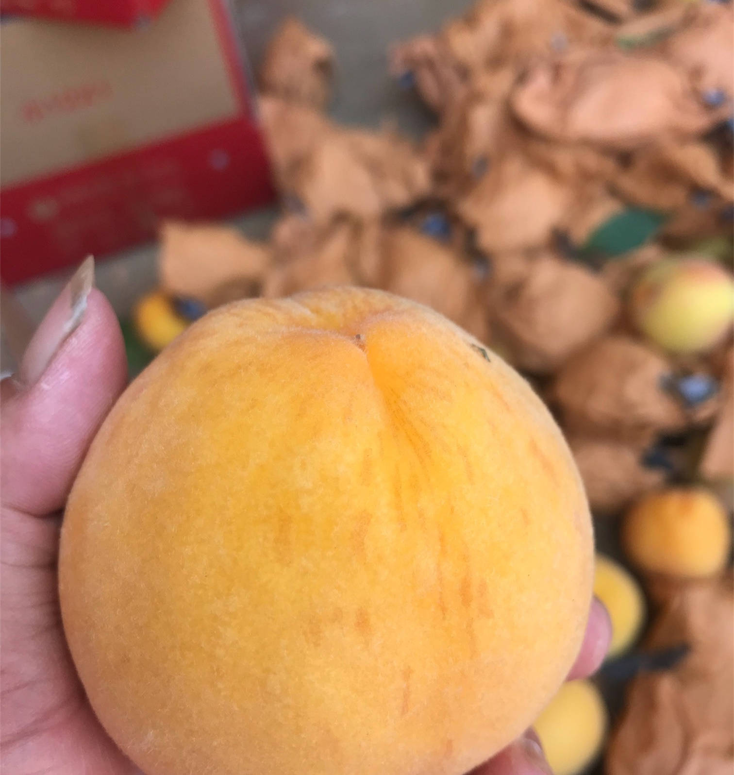 "真实"的黄金凤桃苗品种介绍 1年生金凤桃树苗新价格_黄桃_金凤黄