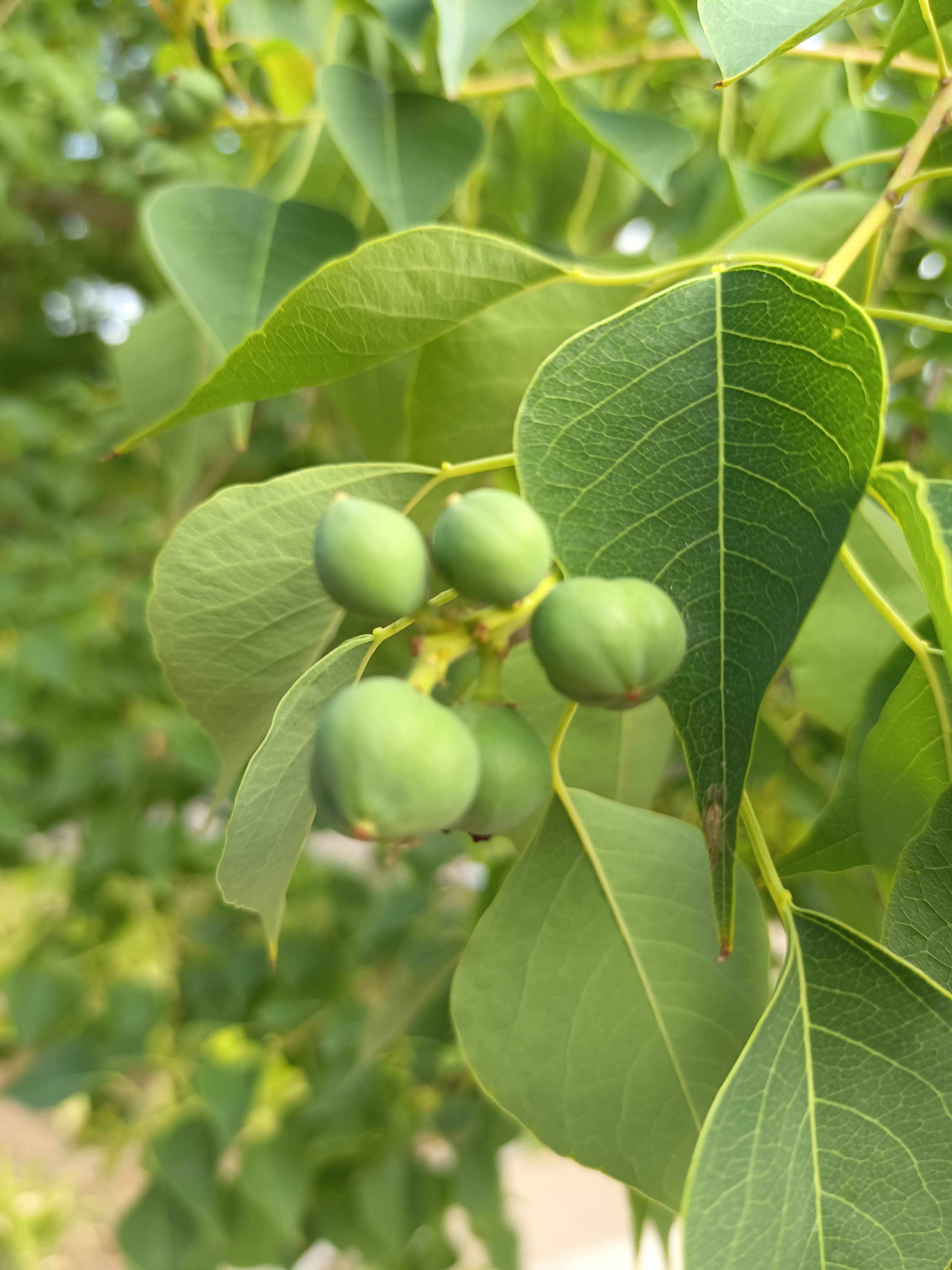 这树上结的果子能吃吗?