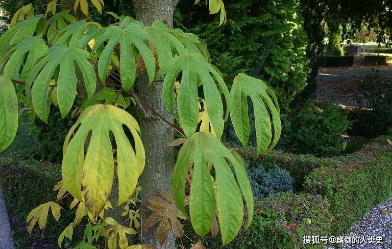 【植物界全系列】伞形目—五加科(六):刺参_东北亚_学名_春木
